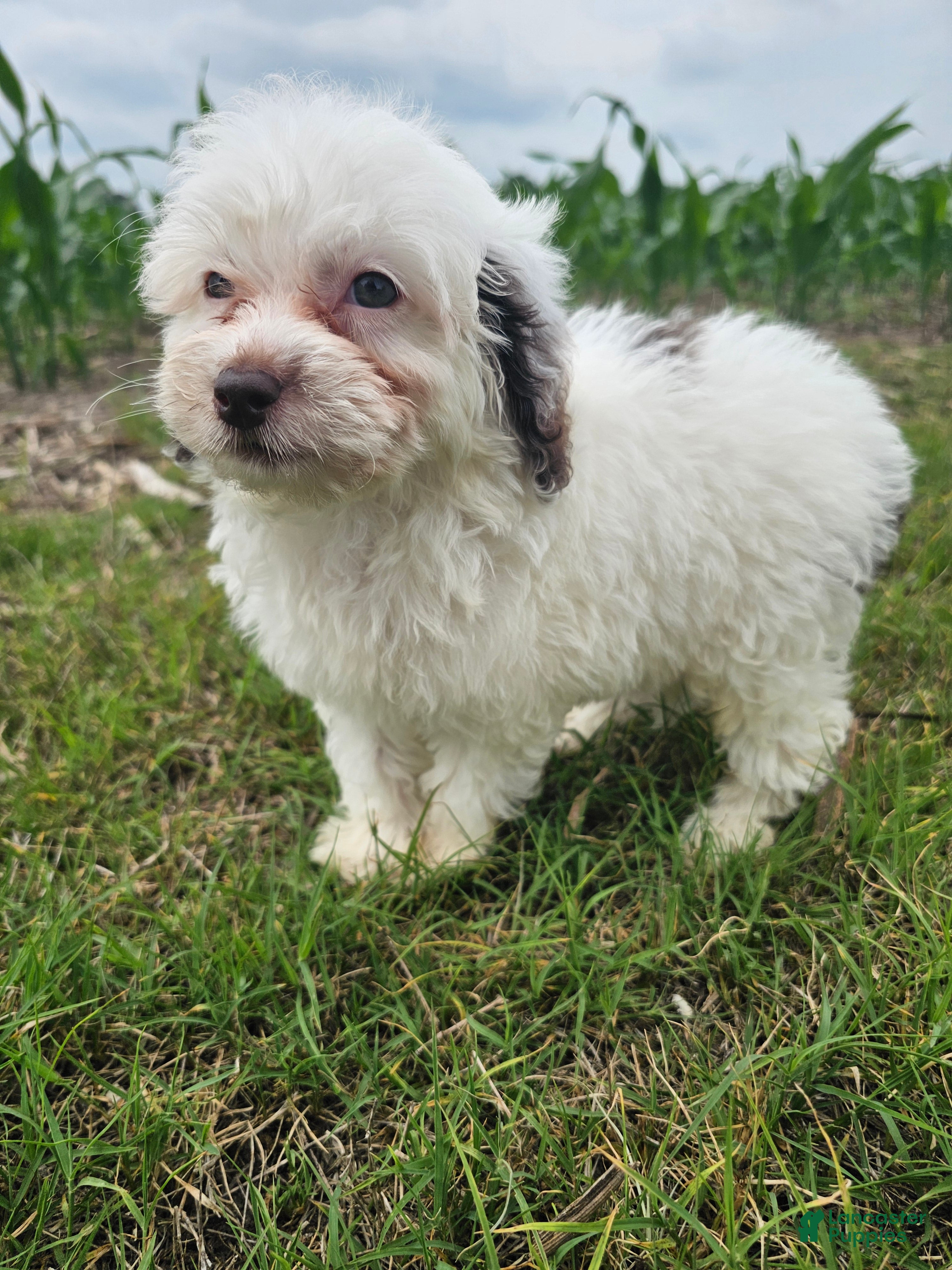 Mini Goldendoodle dogs Lily - Ad 1