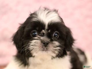 Shih Tzu dogs Ellie - Ad 5