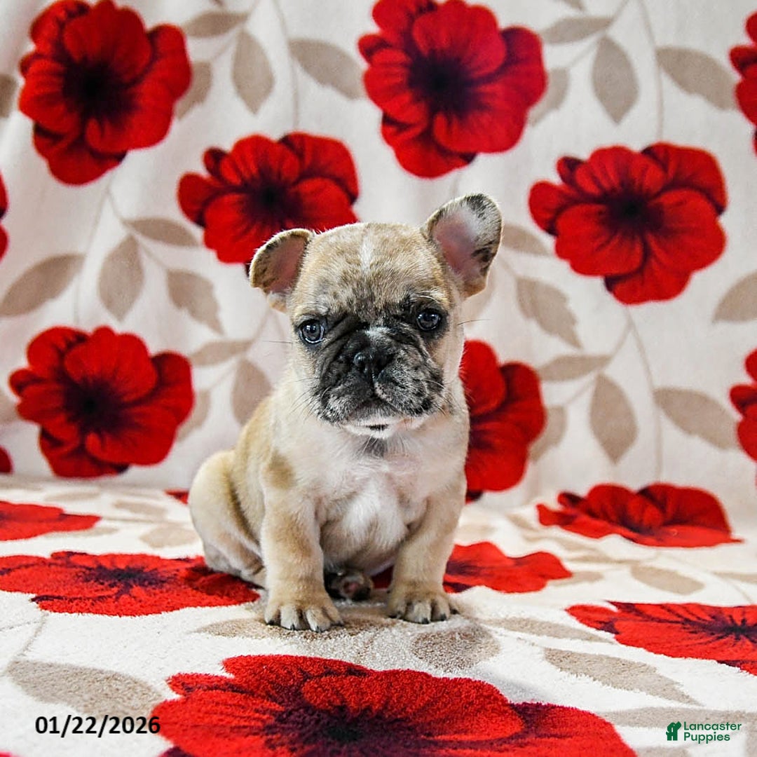 French Bulldog dogs for sale: Banks - Ad 3