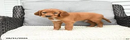 Mixed Breed dogs for sale: Teddy - Ad 4