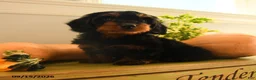 Doxiepoo dogs for sale: Handsome - Ad 3