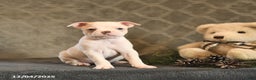 Boston Terrier dogs for sale: Cinnamon - Ad 2