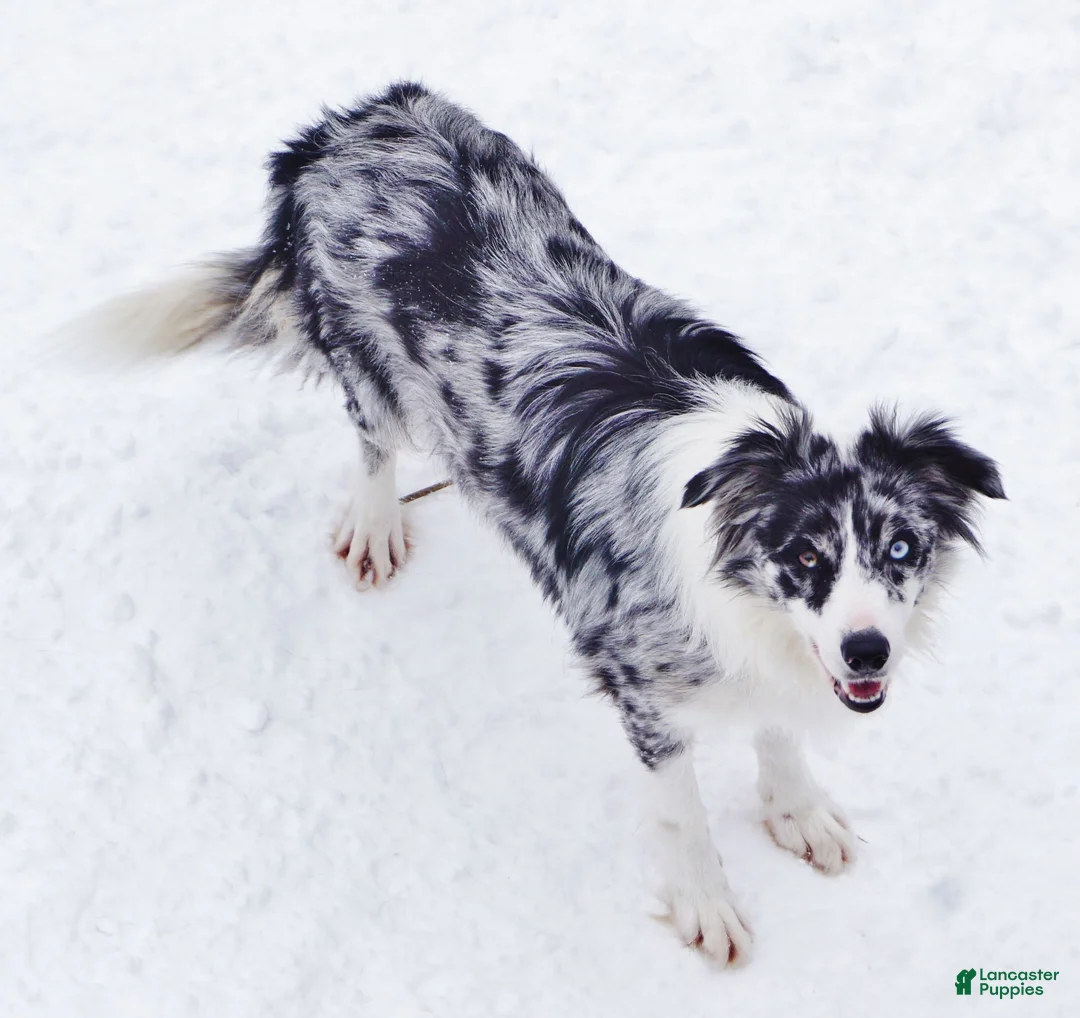 Border Collie dogs for sale: ROXY - Ad 11