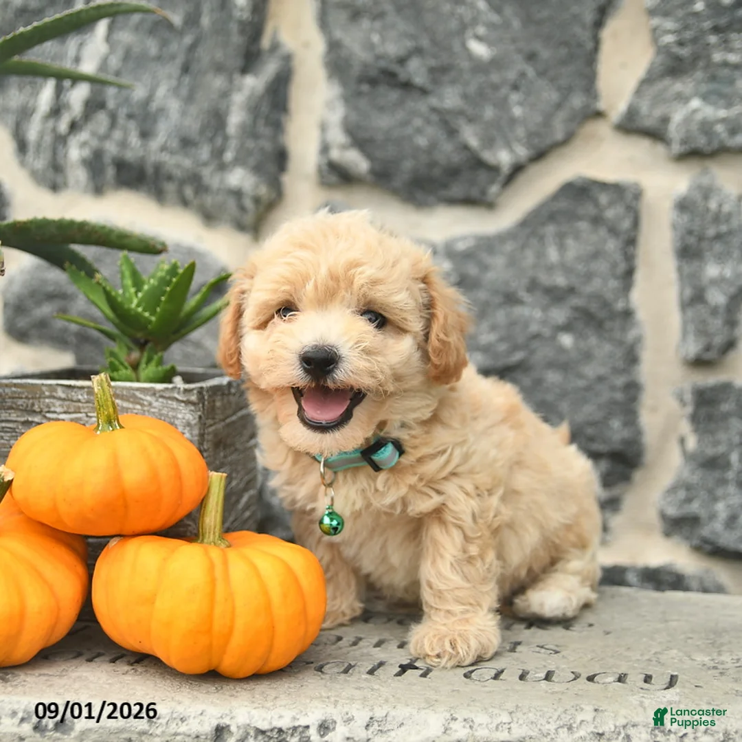 Maltipoo dogs for sale: Chipper  - Ad 2
