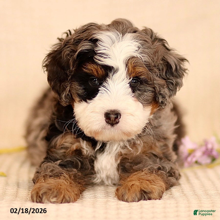 Mini Bernedoodle dogs Max - Ad 2
