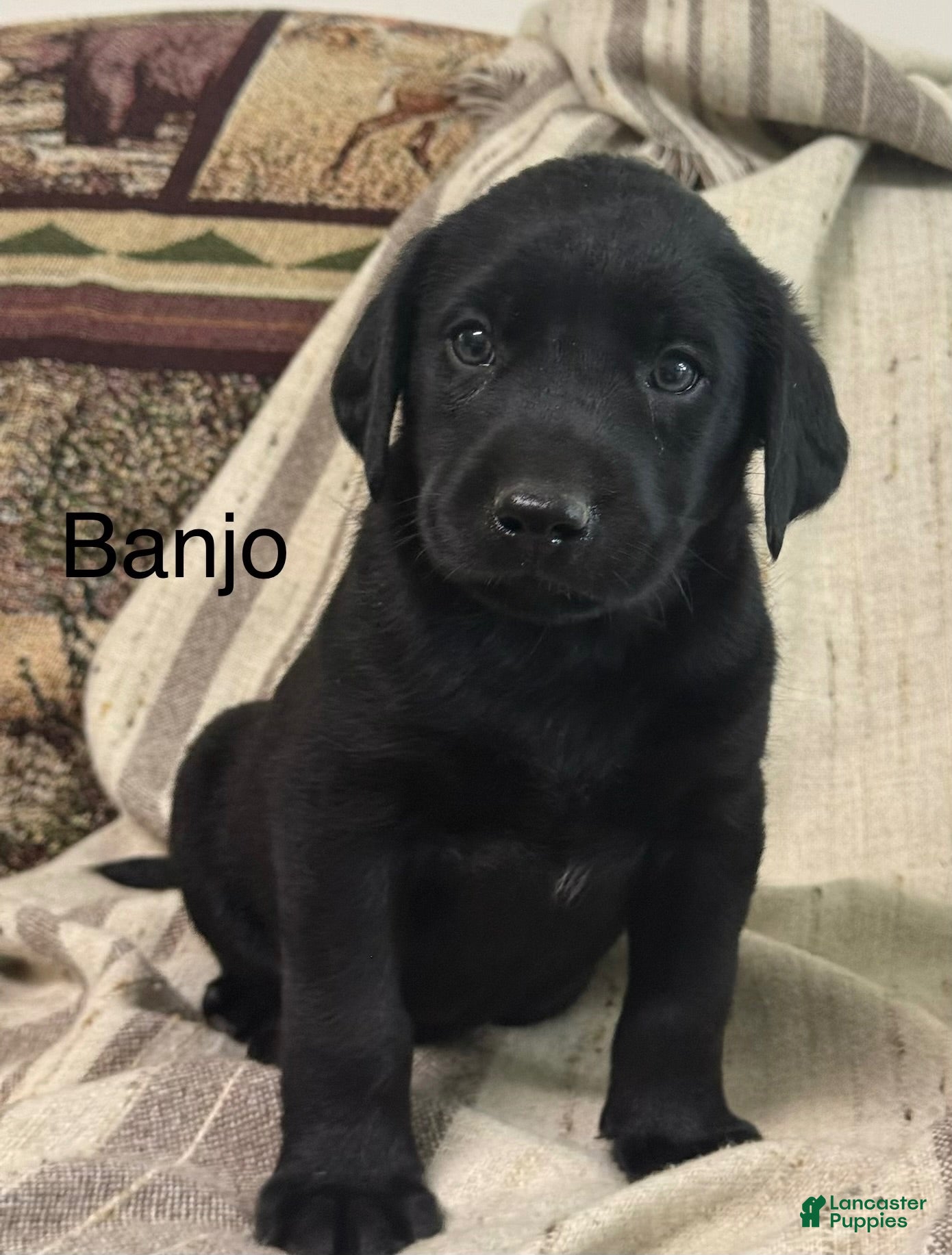 Labrador Retriever dogs for sale: Banjo - Ad 2