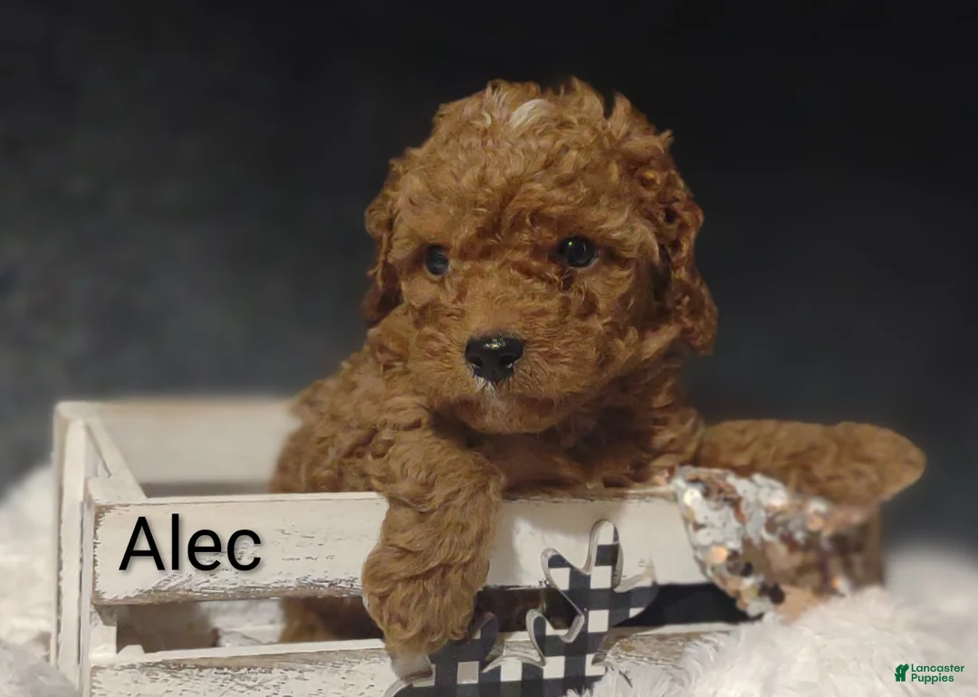 Cavapoo dogs for sale: Cavapoo F1b 7 Alec - Ad 2
