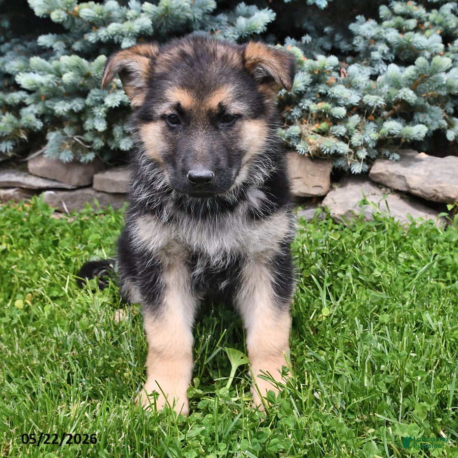 German Shepherd dogs Maggie - Ad 2