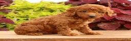 Miniature Poodle dogs for sale: Topper - Ad 6
