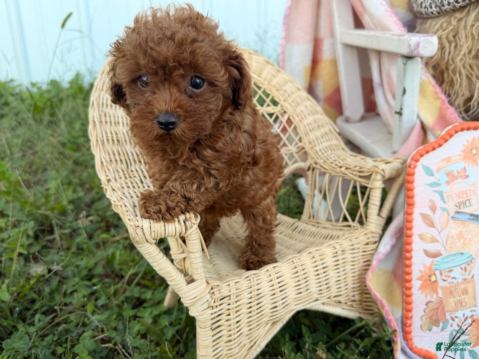 Toy Poodle dogs Kimber - Ad 1