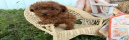 Toy Poodle dogs for sale: Kimber - Ad 1