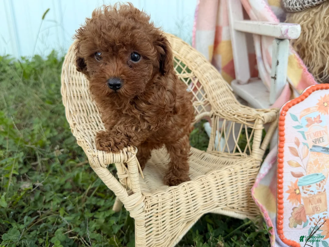 Toy Poodle dogs for sale: Kimber - Ad 1