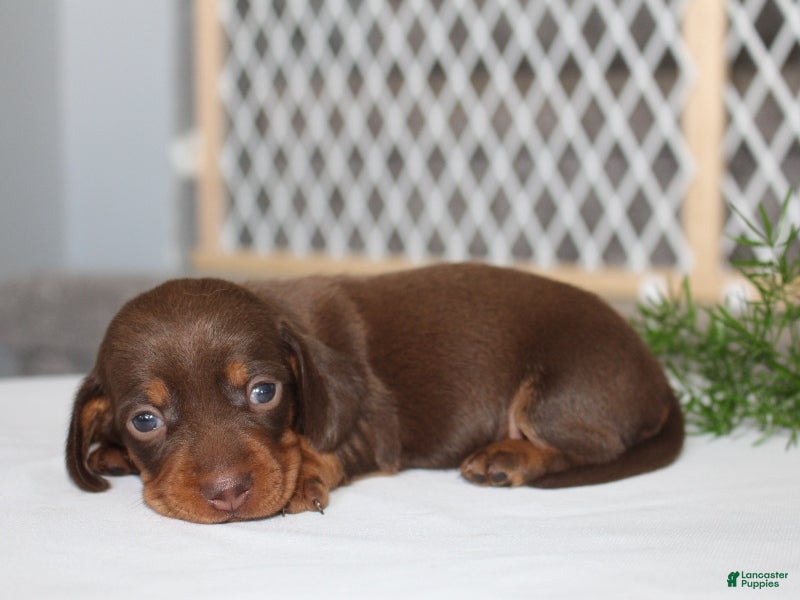 Miniature Dachshund dogs Jayde - Ad 2