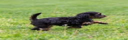 Cavapoo dogs for sale: Turbo Cavapoo Puppy  - Ad 5