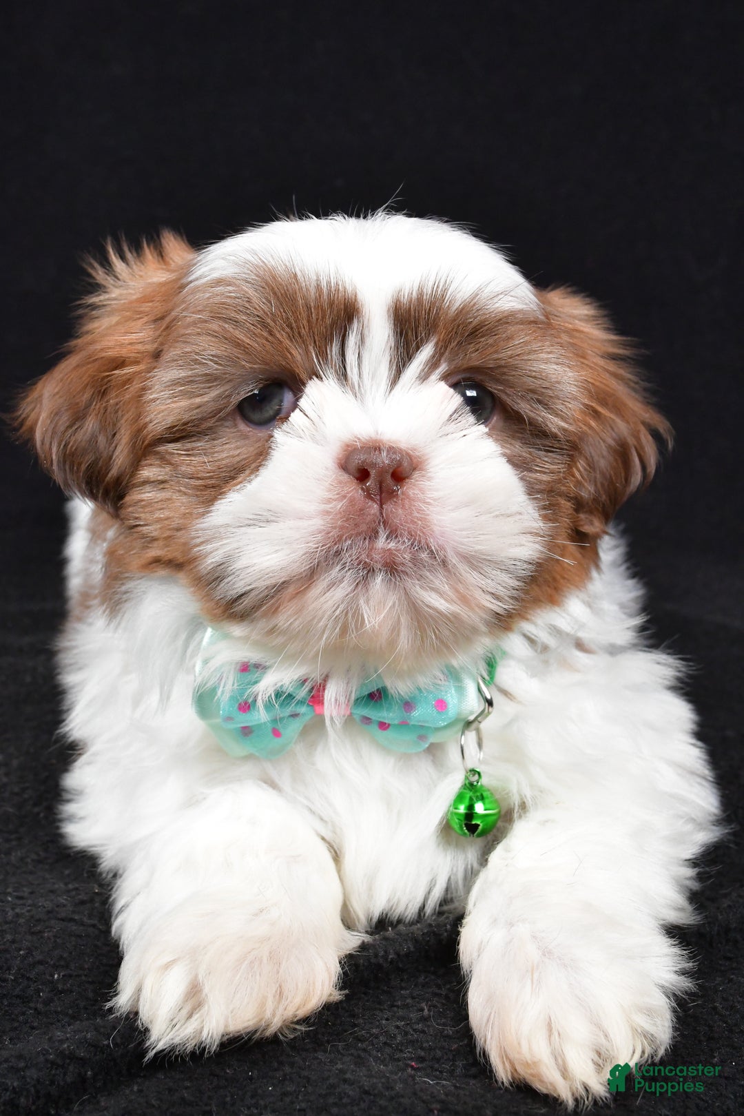 Shih Tzu dogs for sale: Flicker - Ad 4