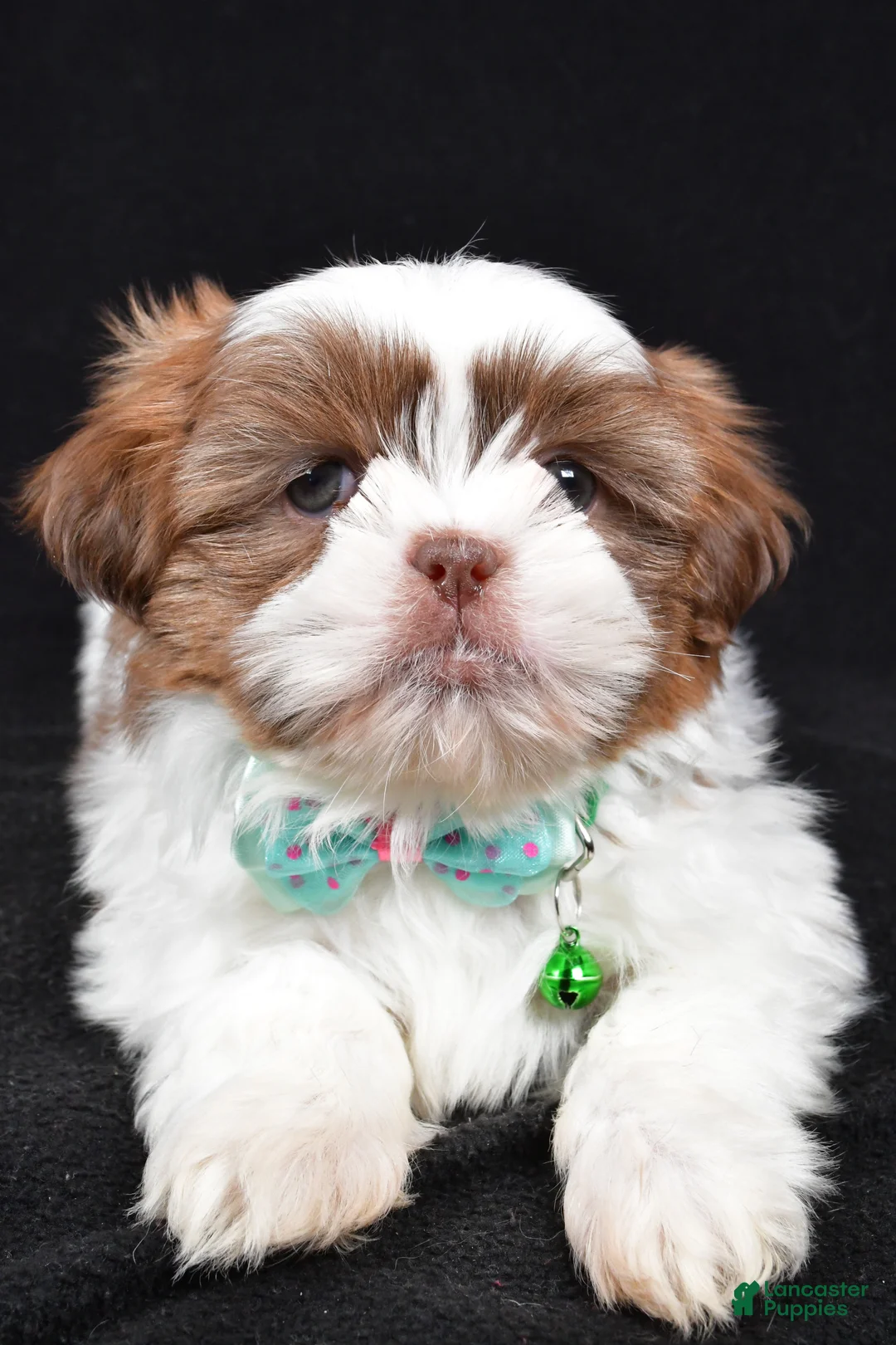 Shih Tzu dogs for sale: Flicker - Ad 4