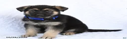 German Shepherd dogs for sale: Raven - Ad 2