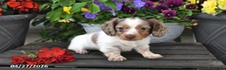 Dachshund dogs for sale: Starla - Ad 3