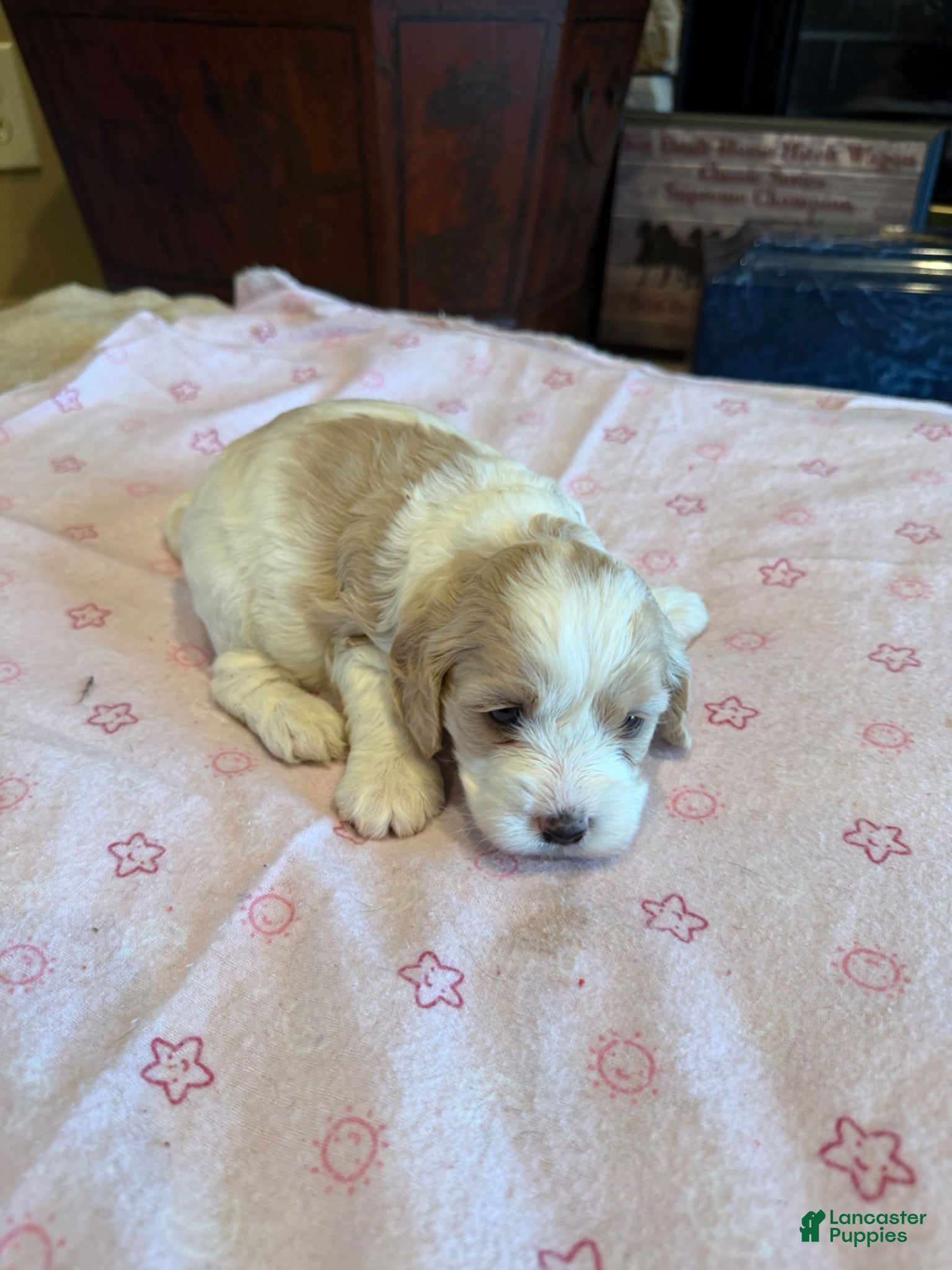 Cockapoo dogs Lucy - Ad 1