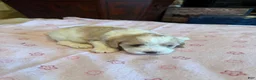 Cockapoo dogs for sale: Lucy - Ad 1