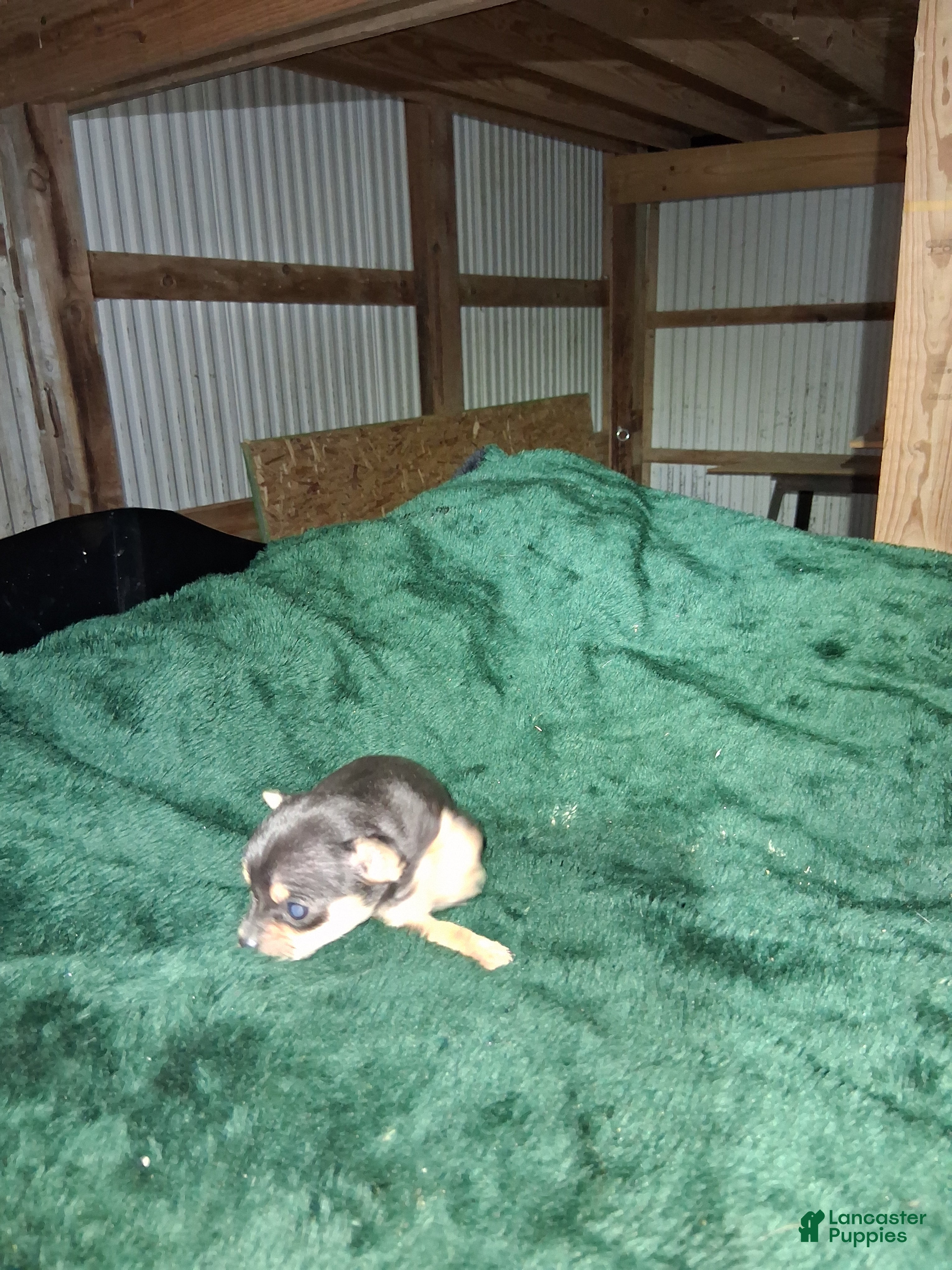 Chihuahua dogs Chihuahua Puppy 3 - Ad 40