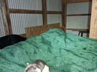 Chihuahua dogs Chihuahua Puppy 3 - Ad 40