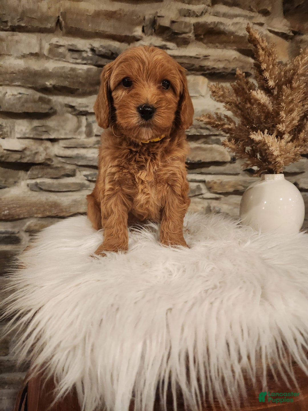 Mini Goldendoodle dogs for sale: JESSA - MINI GOLDENDOODLE LOVELY PUPPY (RICHLAND, PA) - F1BB - Ad 3