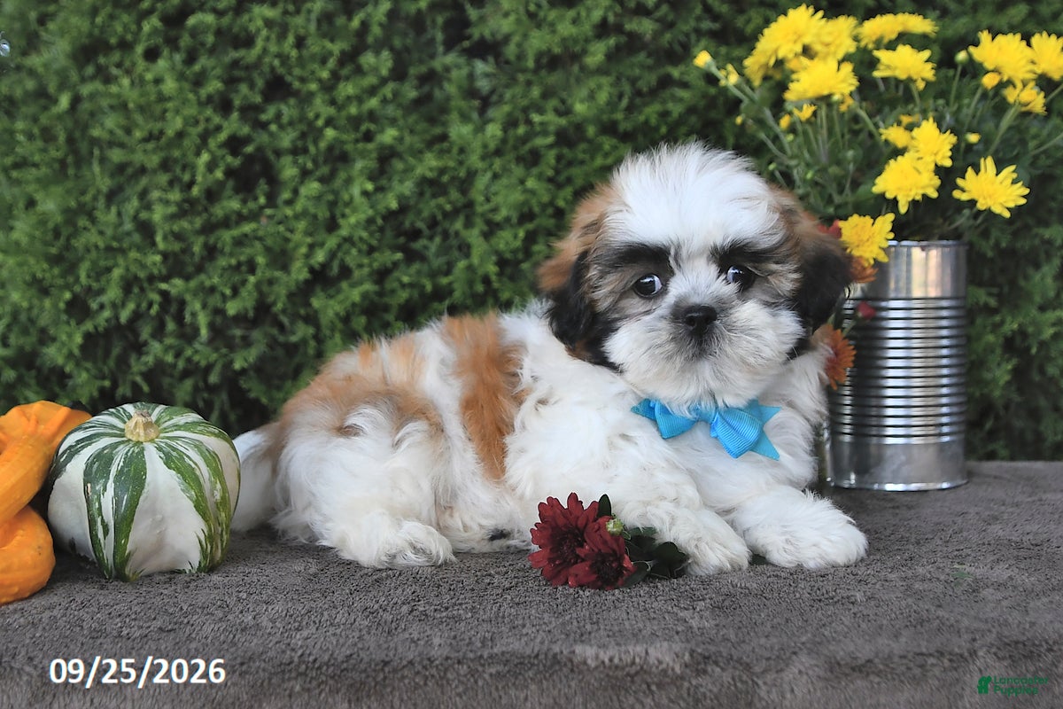 Teddy Bear dogs Tyler - Ad 1
