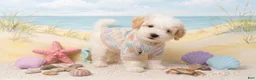 Maltipoo dogs for sale: TEDDY - Ad 3