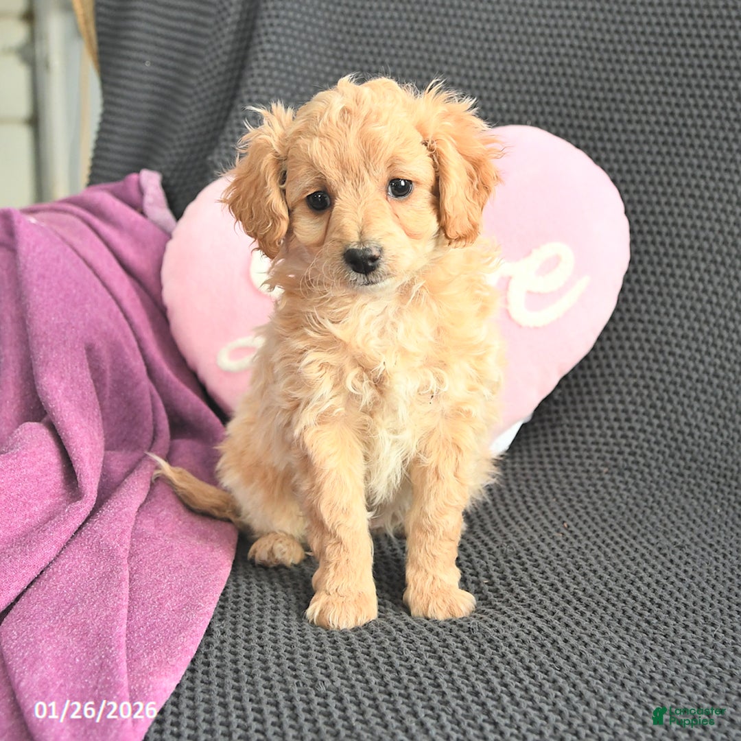 Mixed Breed dogs for sale: Jasmine - Ad 1