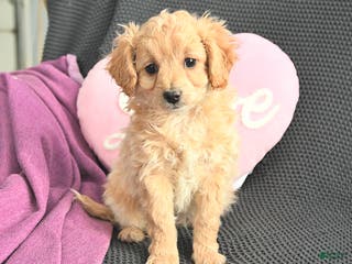 Mixed Breed dogs Jasmine - Ad 34