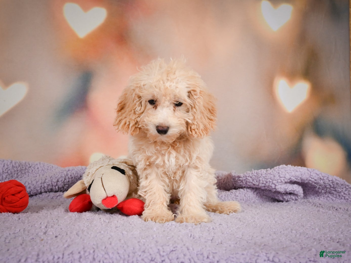 Cavapoo dogs piper - Ad 2