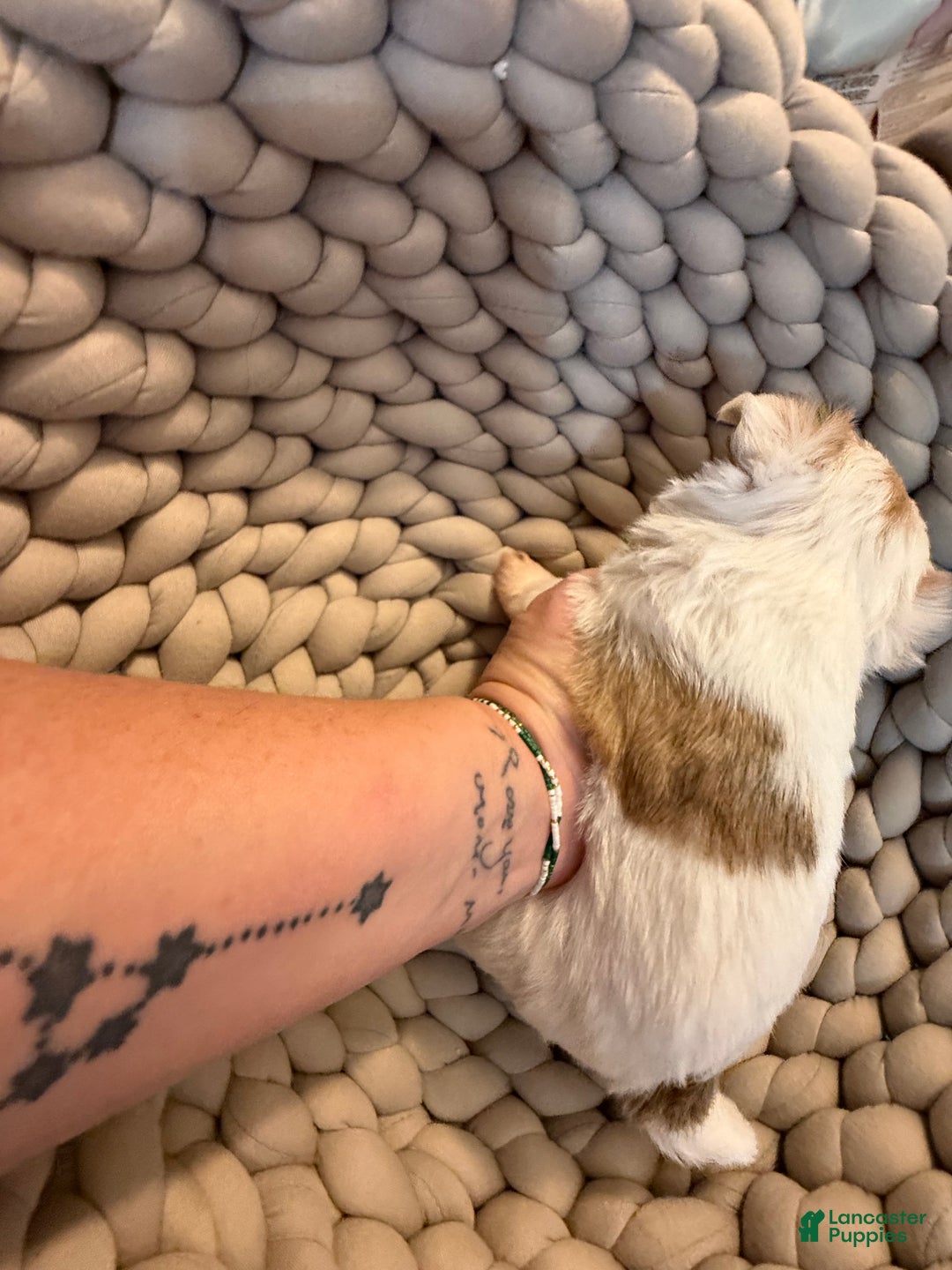 Morkie dogs for sale: DASHER!  - Ad 2