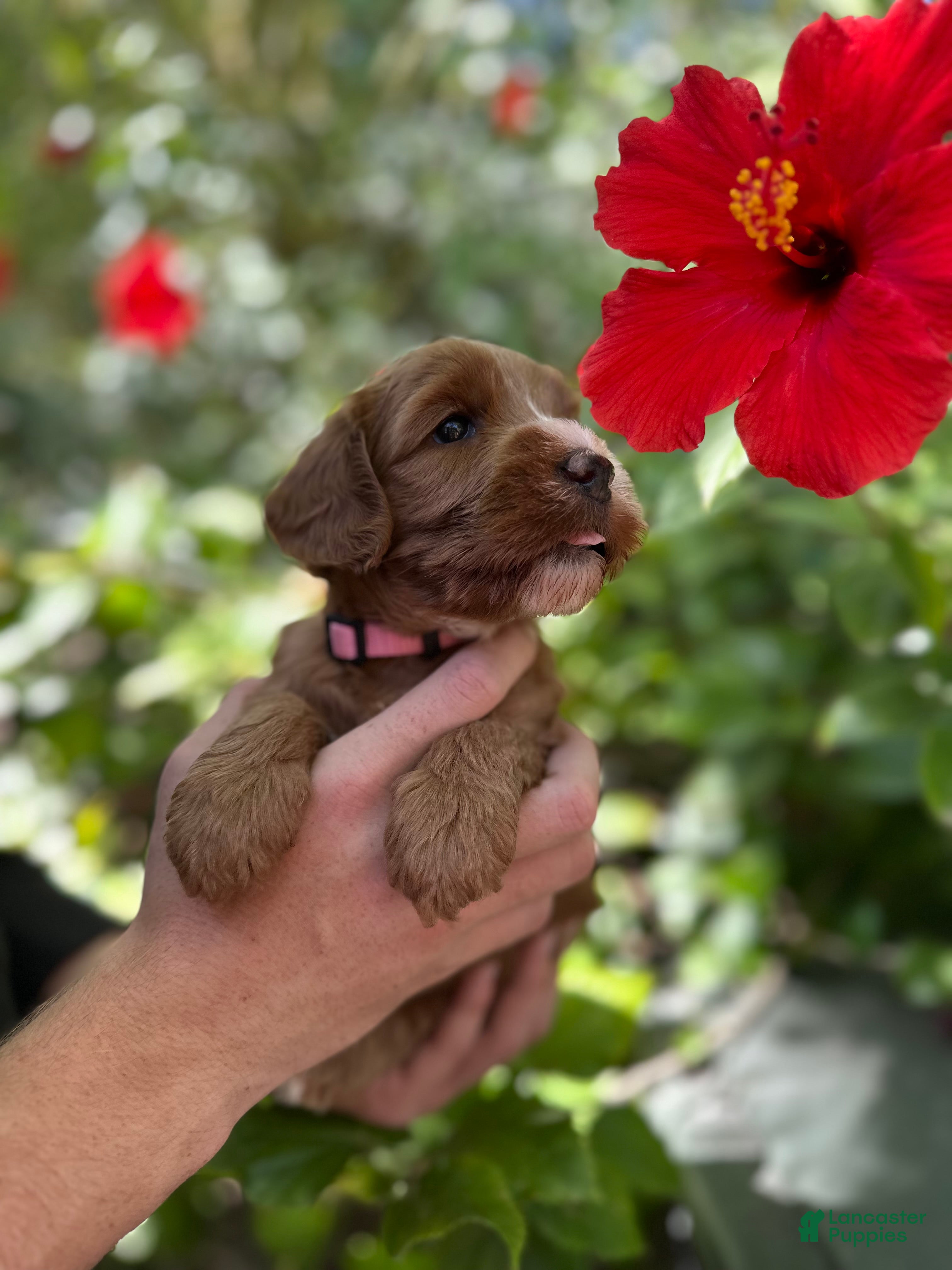 Australian Labradoodle dogs for sale: Darla - Ad 4