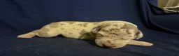 Great Dane dogs for sale: Pegasus - Ad 4