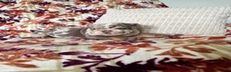 English Bulldog dogs for sale: English Bulldog 1 - Ad 3