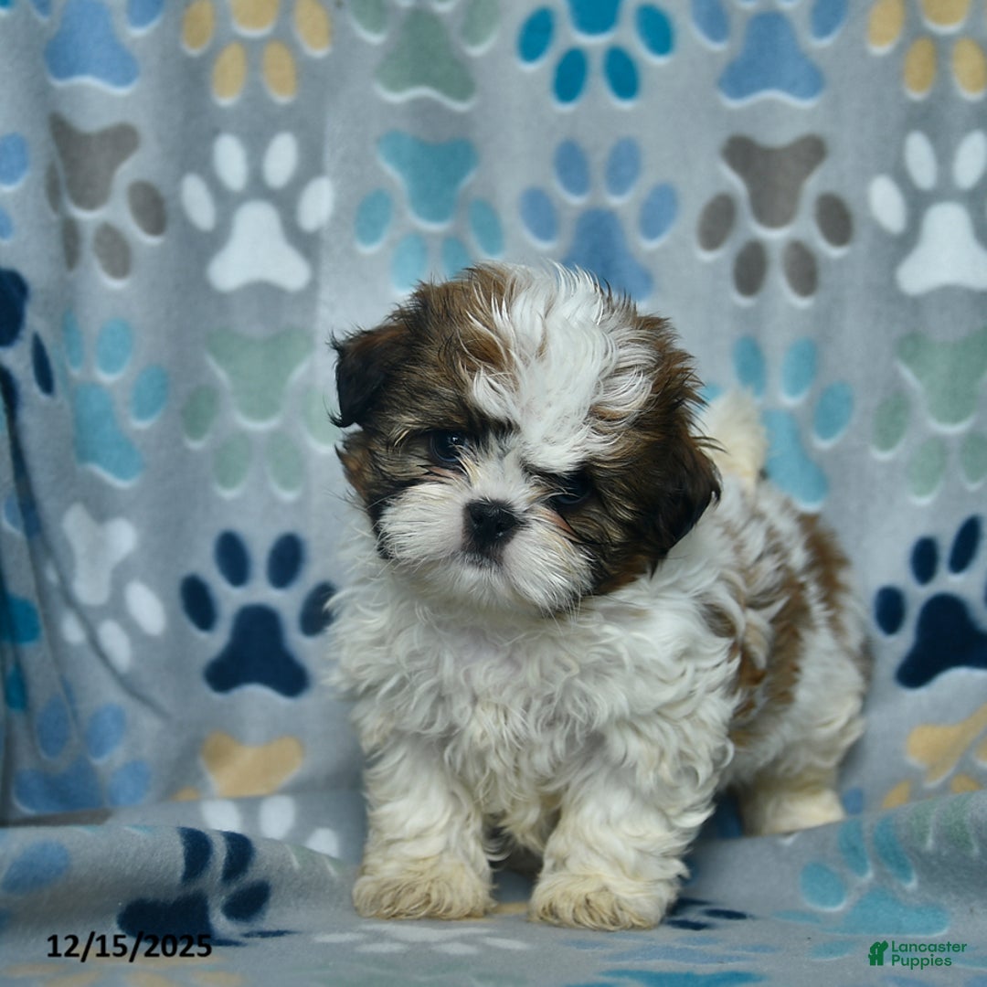Shih Tzu dogs for sale: Holiday  - Ad 3