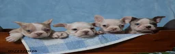 Frenchton dogs for sale: Sally - Ad 5