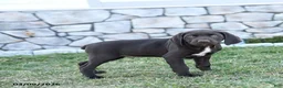 German Shorthaired Pointer dogs for sale: Thor - Ad 4