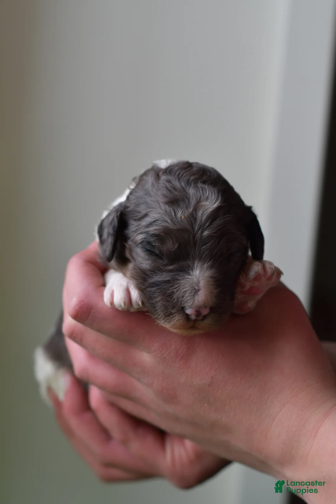 Standard Poodle dogs for sale: Standard Poodle Puppy 6 - Ad 1
