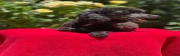 Schnoodle dogs for sale: Bougie - Ad 6