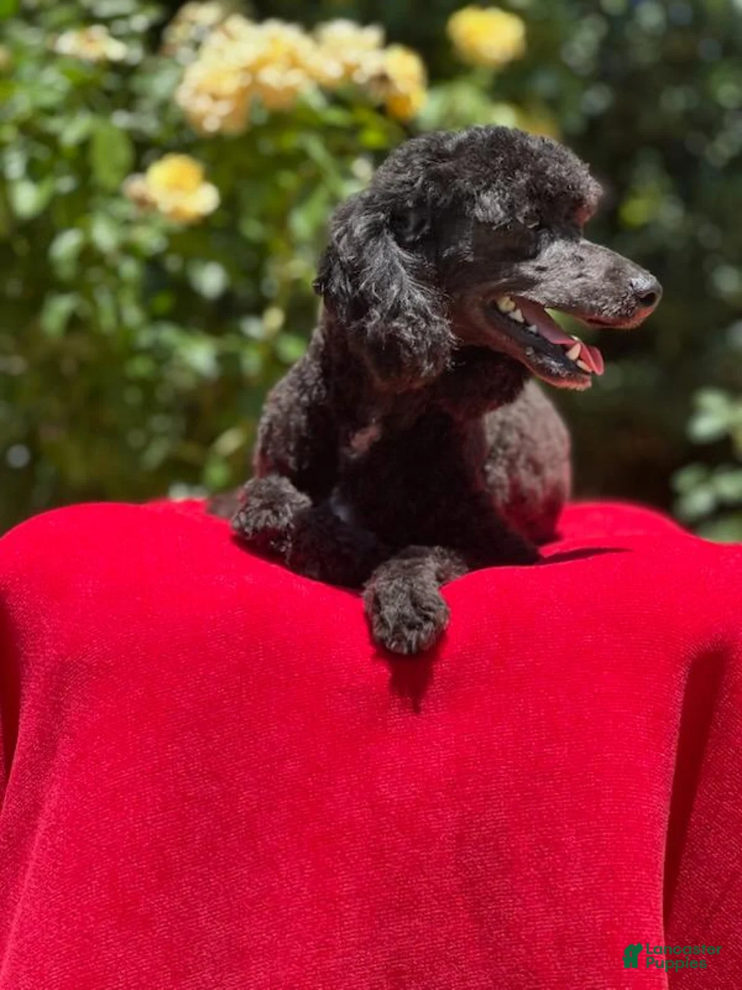 Schnoodle dogs for sale: Bougie - Ad 6