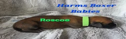 Boxer dogs for sale: Roscoe - Ad 3
