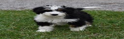 Mini Bernedoodle dogs for sale: Hunter - Ad 7