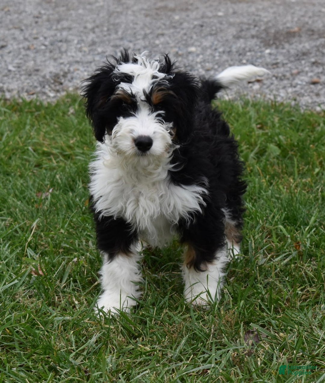 Mini Bernedoodle dogs for sale: Hunter - Ad 7