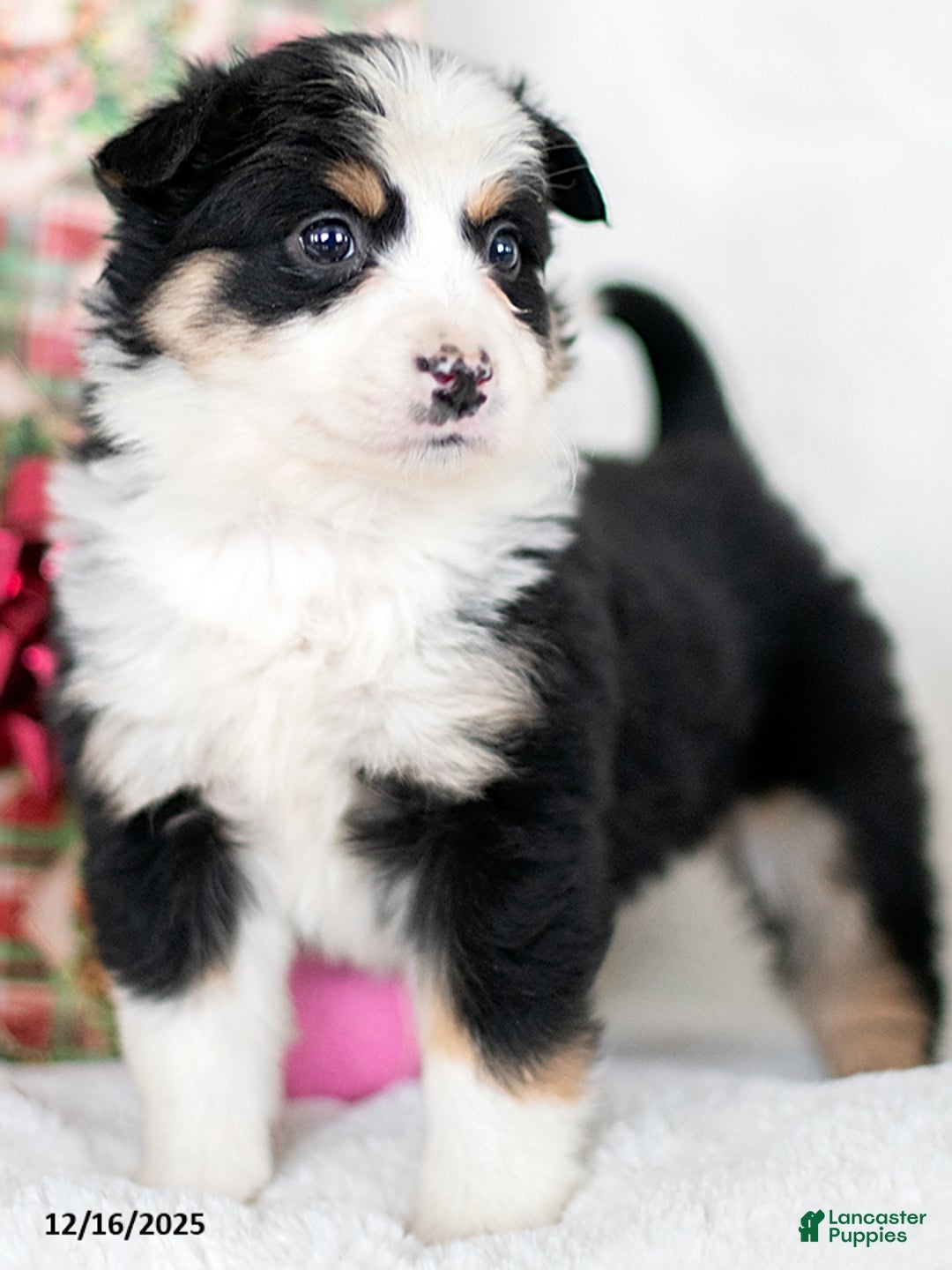 Miniature Australian Shepherd dogs for sale: Holly - Ad 3