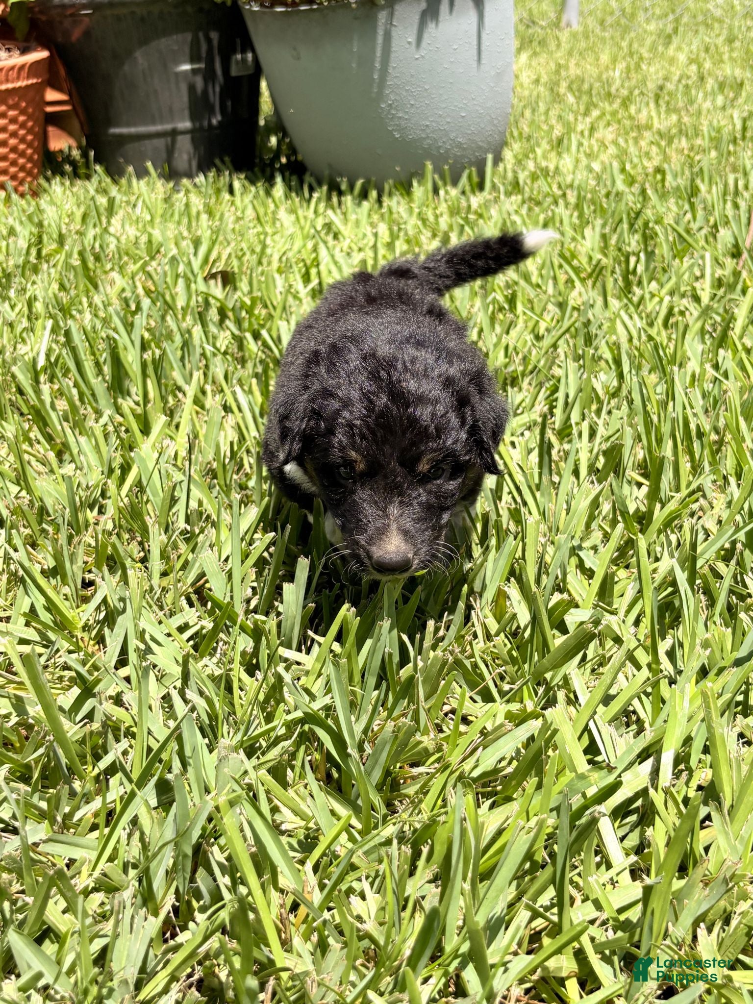 Mixed Breed dogs Trip - Ad 12