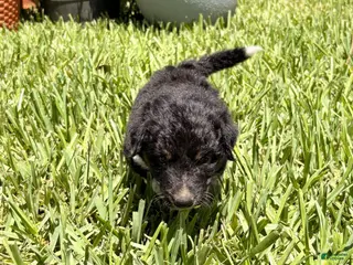 Mixed Breed dogs Trip - Ad 22