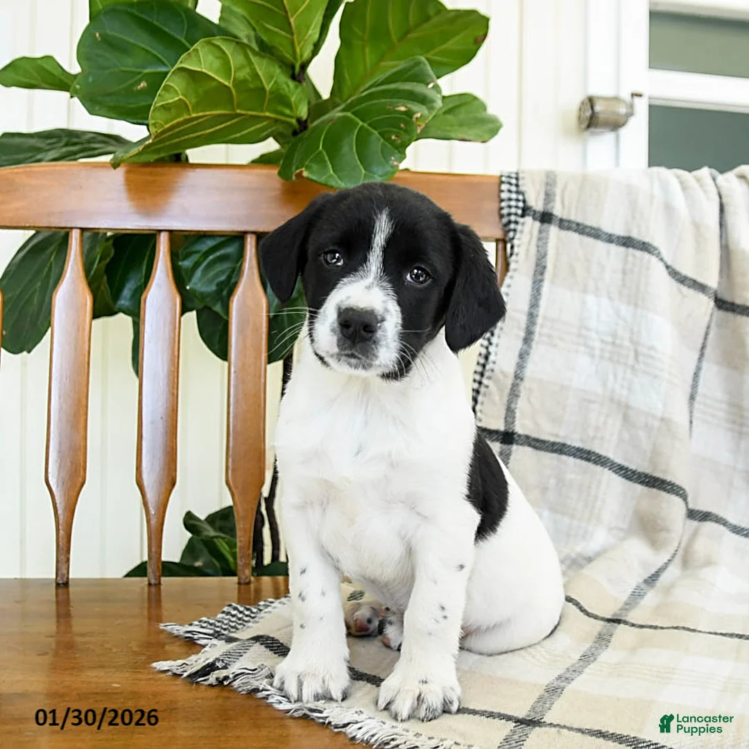 Mixed Breed dogs for sale: Smokey - Ad 2