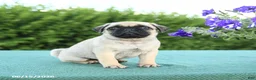 Pug dogs for sale: Jason - Ad 3